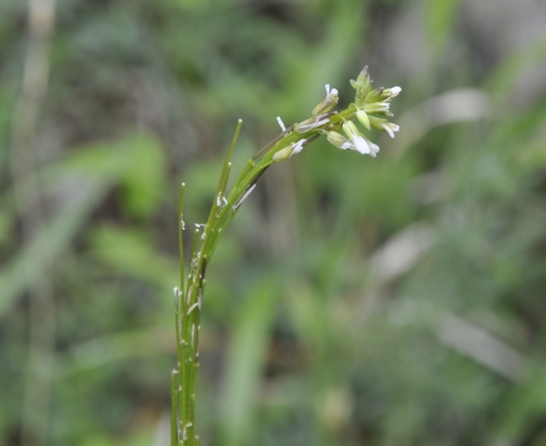 Image of Arabis sagittata specimen.