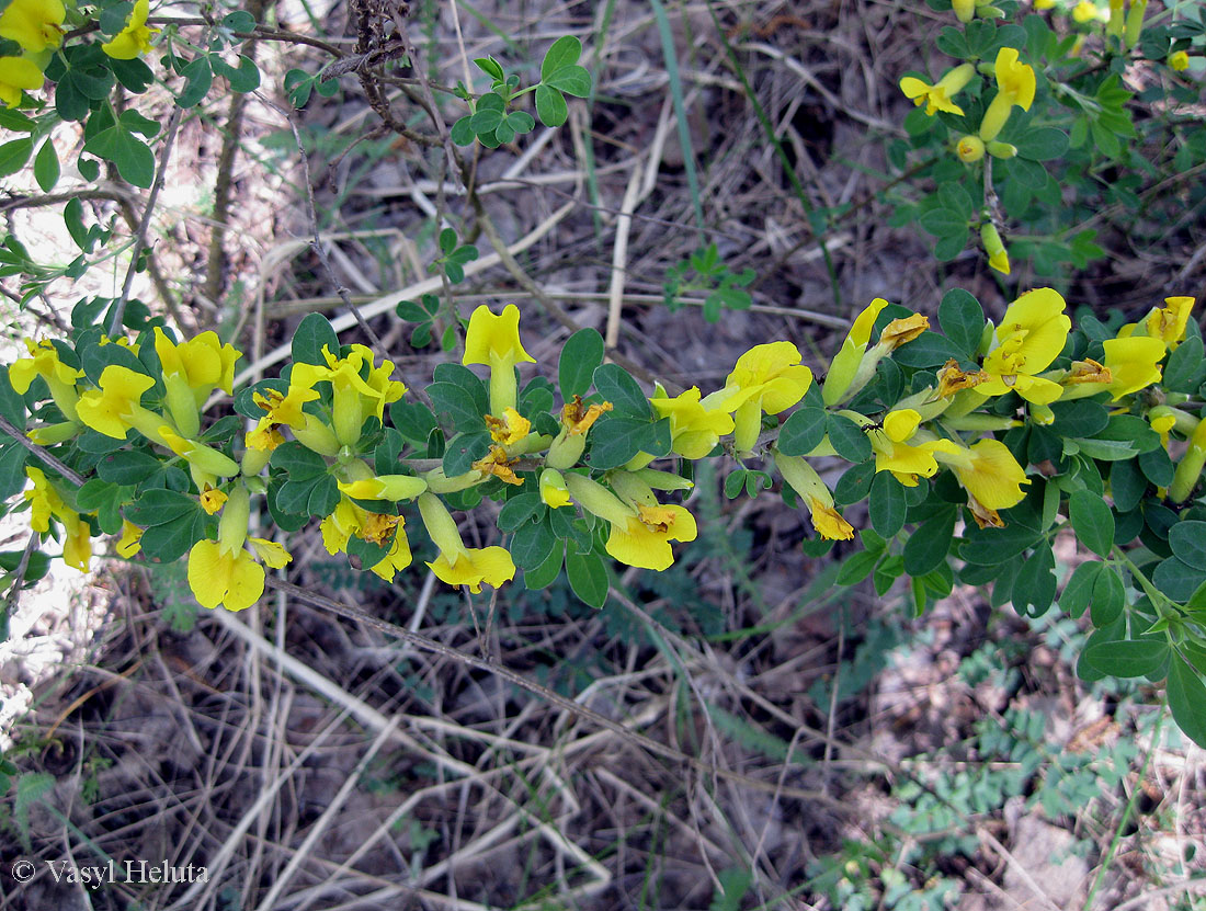 Изображение особи Chamaecytisus ruthenicus.