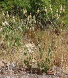 Crepis alpina