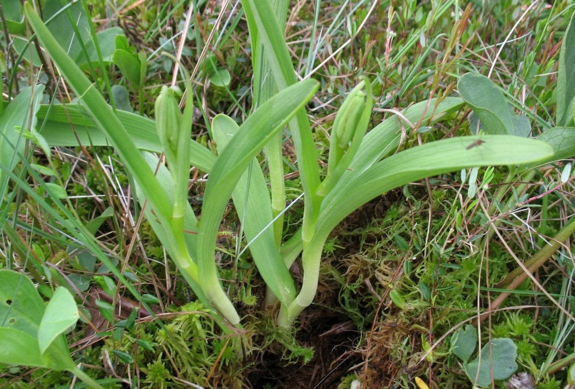 Изображение особи род Dactylorhiza.