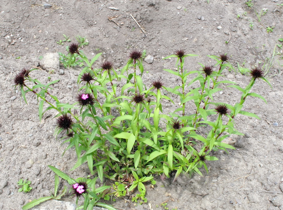 Image of Dianthus barbatus specimen.