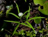 Anemone reflexa