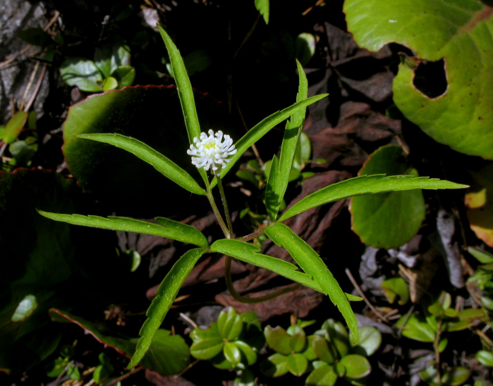 Изображение особи Anemone reflexa.