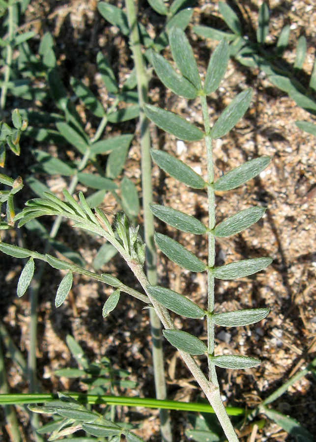Image of Astragalus varius specimen.
