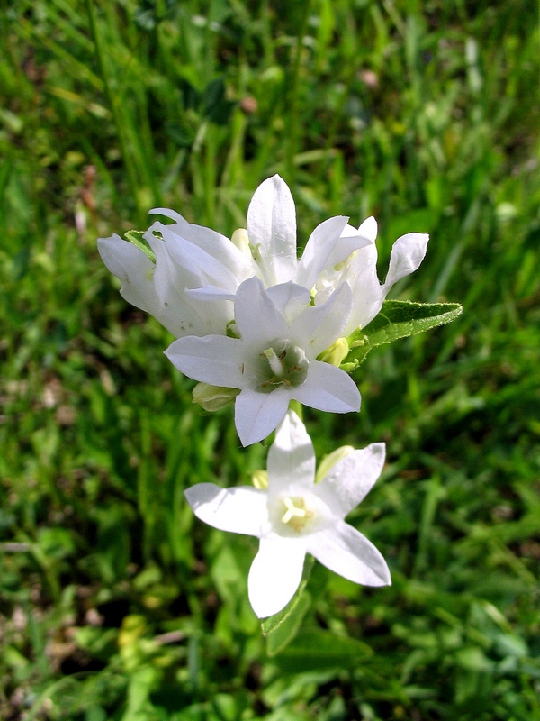 Image of Campanula glomerata specimen.