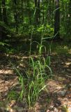 Elymus caninus