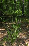 Elymus caninus. Цветущее растение. Татарстан, г. Бавлы. 06.07.2013.