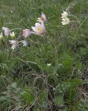 Pulsatilla violacea