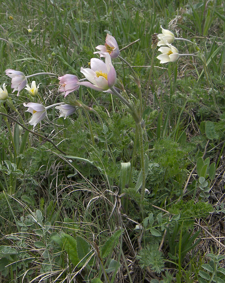 Изображение особи Pulsatilla violacea.