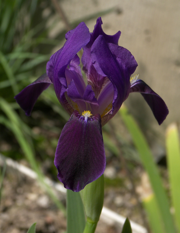 Изображение особи Iris bicapitata.