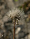 Crepis sonchifolia