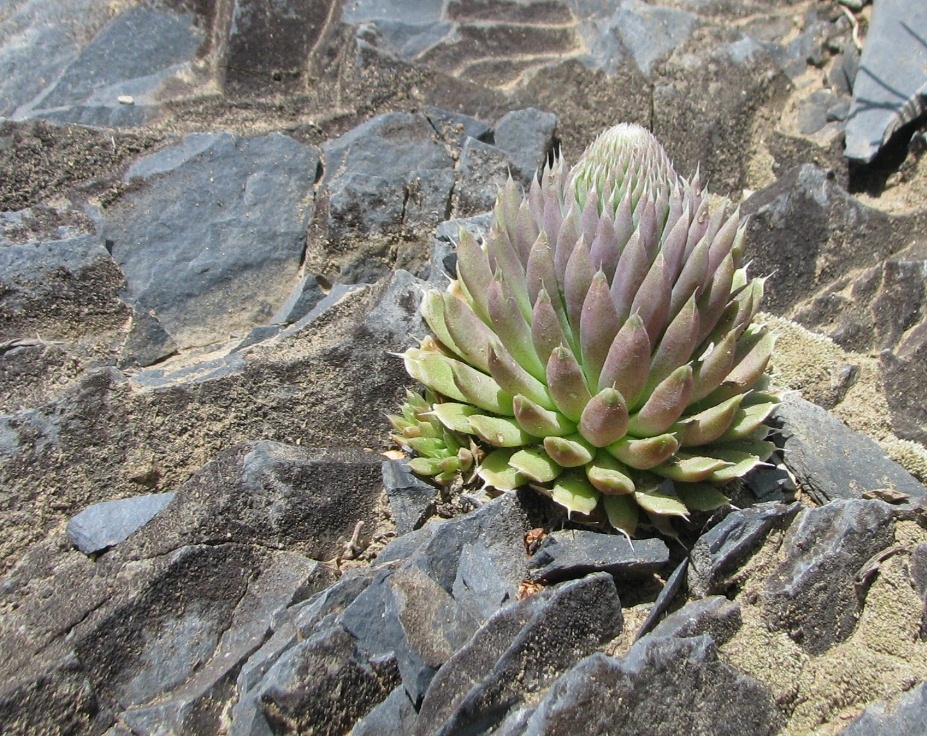 Image of Orostachys spinosa specimen.