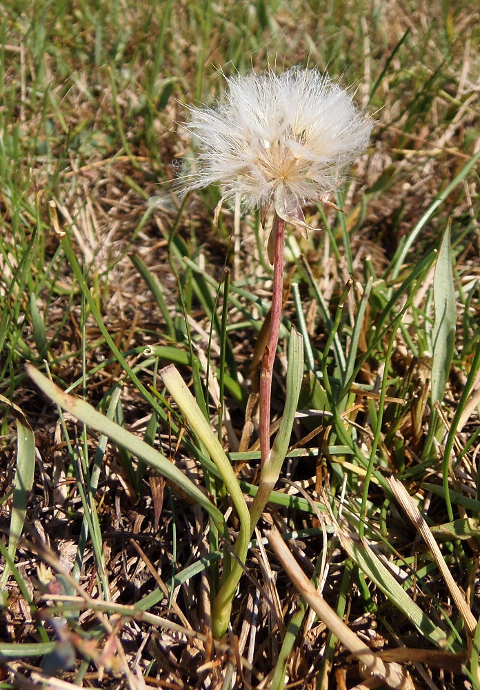 Image of Scorzonera parviflora specimen.