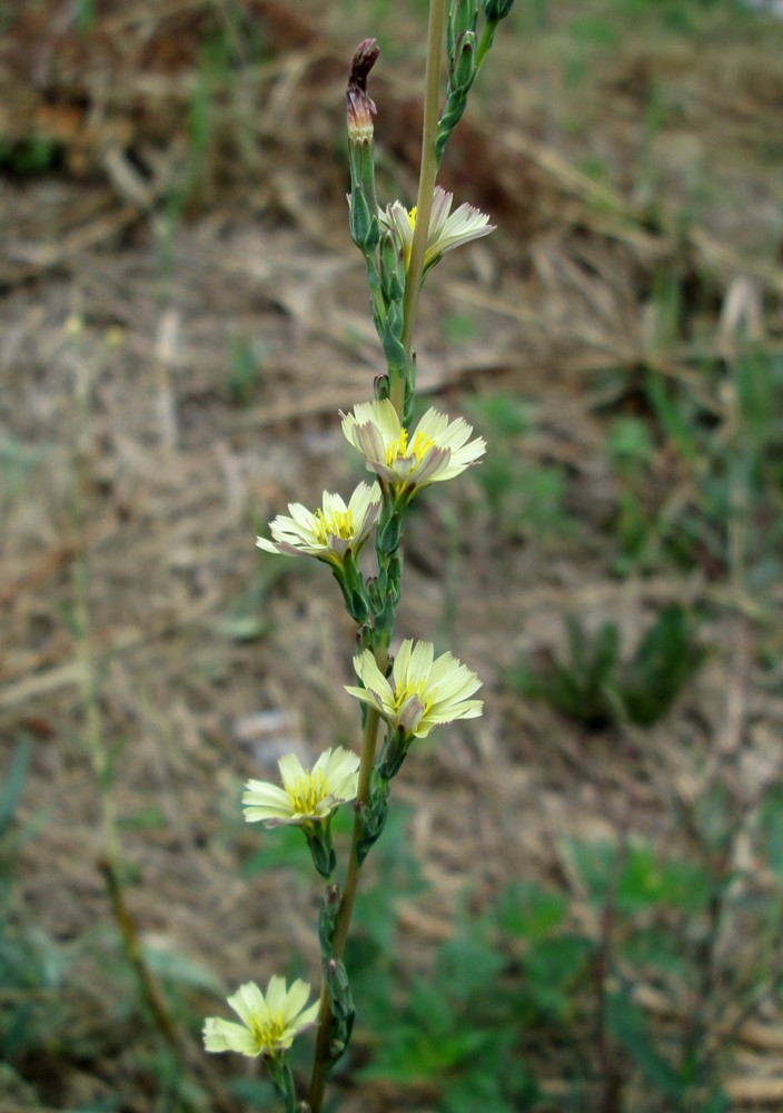 Image of Lactuca saligna specimen.