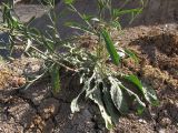 Centaurea jacea ssp. substituta