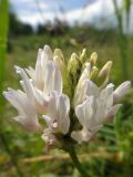 Astragalus austrosibiricus