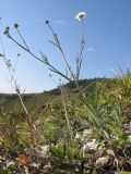 Scabiosa bipinnata. Цветущее и плодоносящее растение. Краснодарский край, окр. г. Геленджик, прибрежная гора, каменистый склон. 14.09.2013.