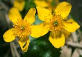 Caltha palustris