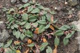 Polygonum cognatum