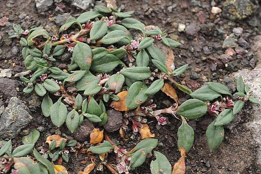 Image of Polygonum cognatum specimen.