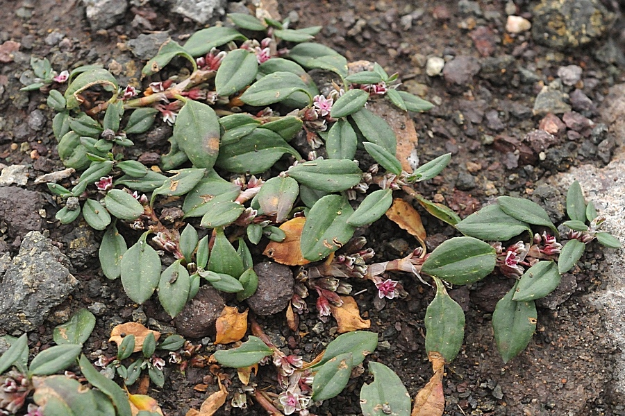 Изображение особи Polygonum cognatum.