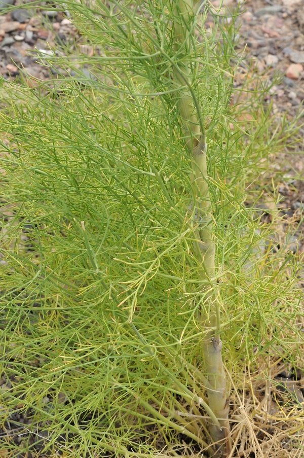 Image of Seseli iliense specimen.