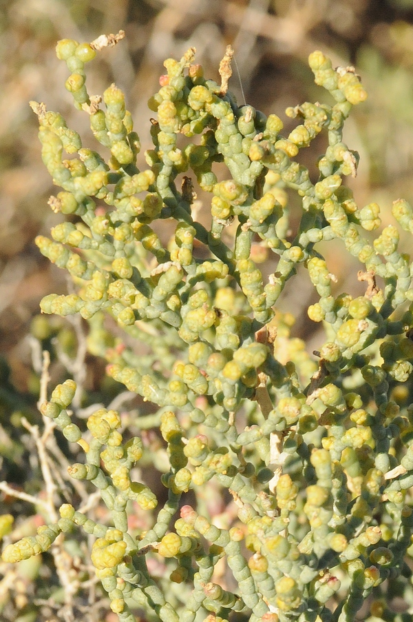 Image of Kalidium caspicum specimen.