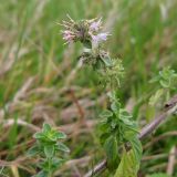 Mentha pulegium. Верхушка побега с отцветающим соцветием и соплодиями. Краснодарский край, Крымский р-н, ур. Данчевское, Лесное озеро. 01.10.2013.