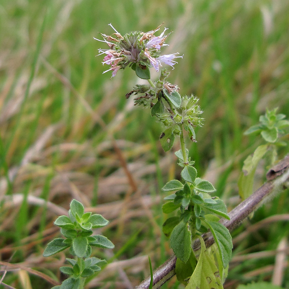 Изображение особи Mentha pulegium.