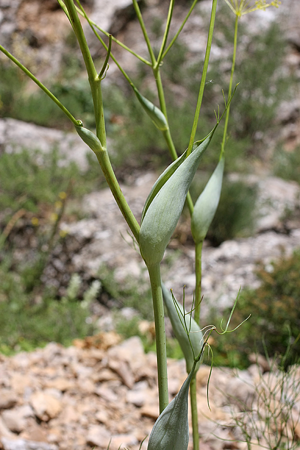 Изображение особи Ferula ugamica.