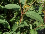 Heliopsis helianthoides ssp. scabra