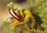 Cleome droserifolia. Цветок. Израиль, долина Арава. 21.12.2013.