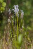 Trichophorum alpinum