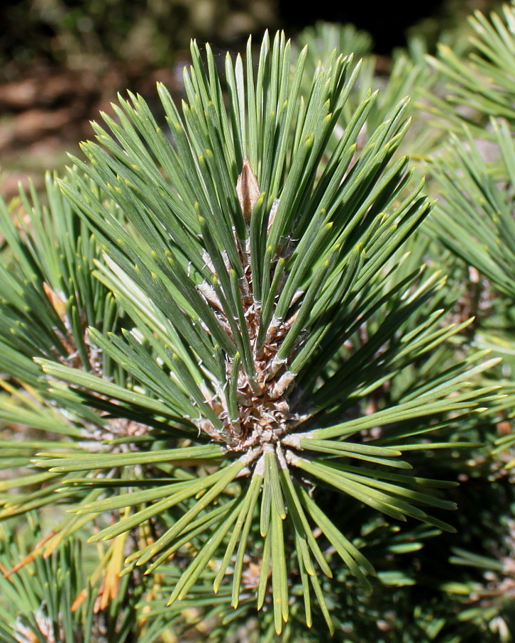 Изображение особи Pinus thunbergii.