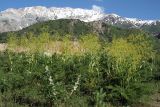 Ferula prangifolia