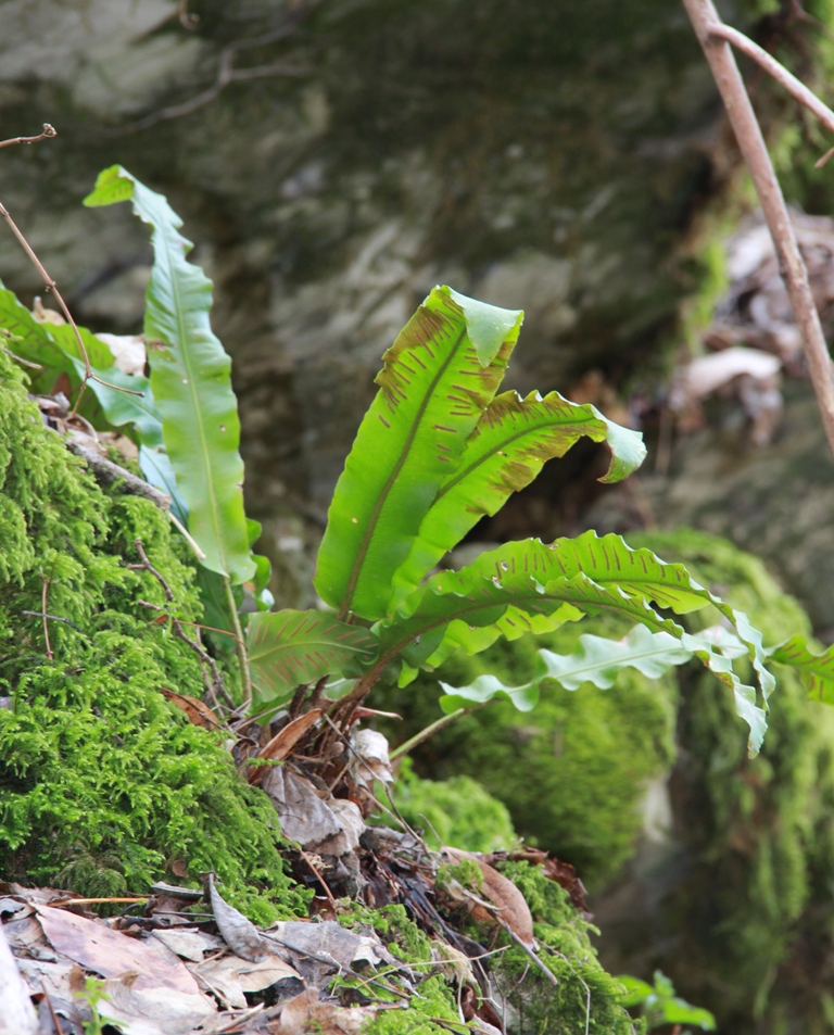 Image of Phyllitis scolopendrium specimen.