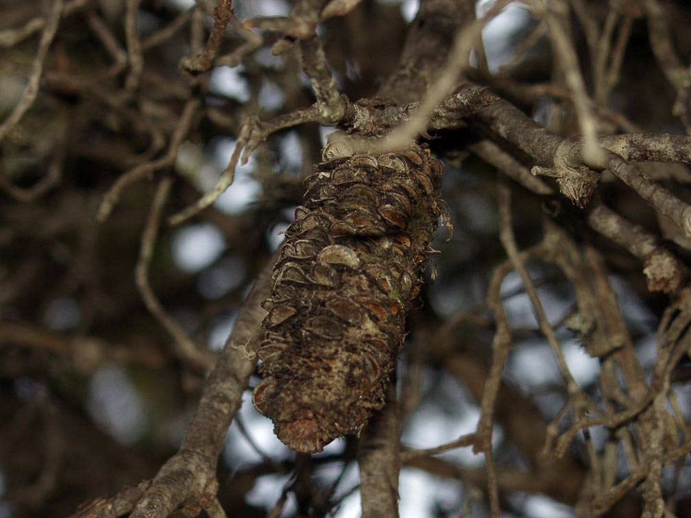 Image of Banksia marginata specimen.