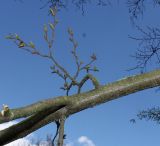 Nothofagus × alpina. Средняя часть ветви. Германия, г. Дюссельдорф, Ботанический сад университета. 02.03.2014.
