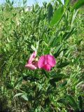 Lathyrus tuberosus. Цветущее растение. Коми, Сыктывдинский р-н, окр. ж/д ст. Язель, зарастающая техногенная площадка. 30.06.2013.