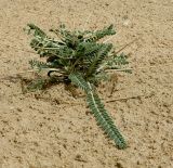 Astragalus sieberi