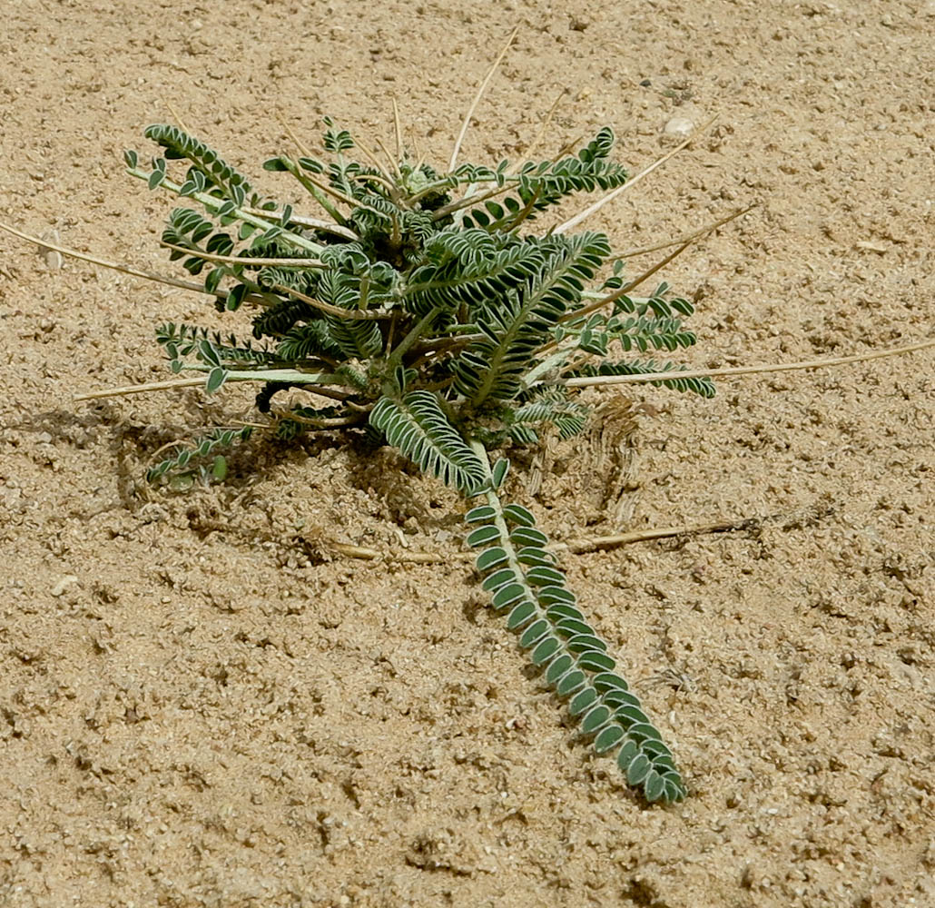 Изображение особи Astragalus sieberi.