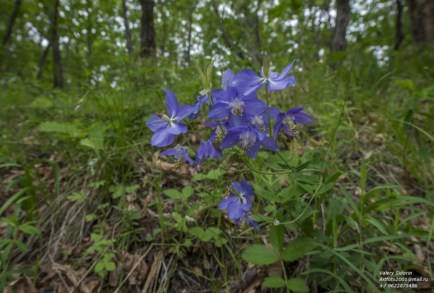 Изображение особи Aquilegia amurensis.