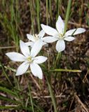 Ornithogalum kochii. Соцветие. Украина, г. Запорожье, центральная часть о-ва Хортица, на песке. 26.04.2014.