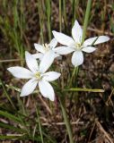 Ornithogalum kochii