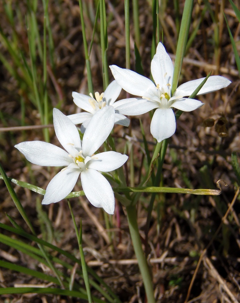 Image of Ornithogalum kochii specimen.