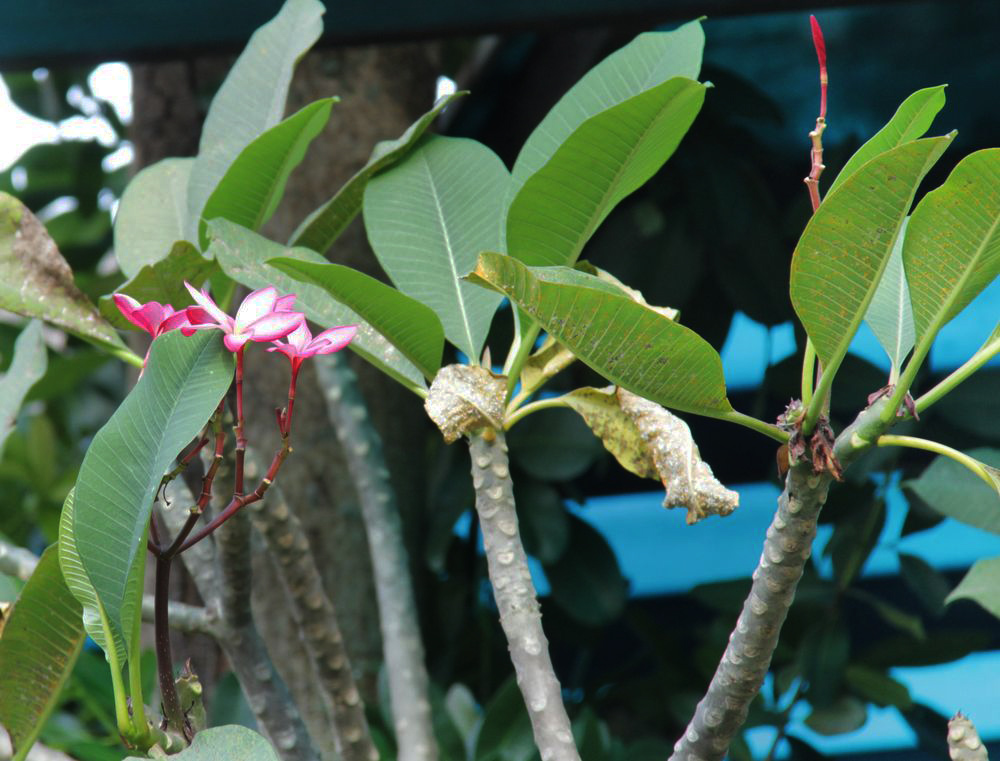 Изображение особи Plumeria rubra.