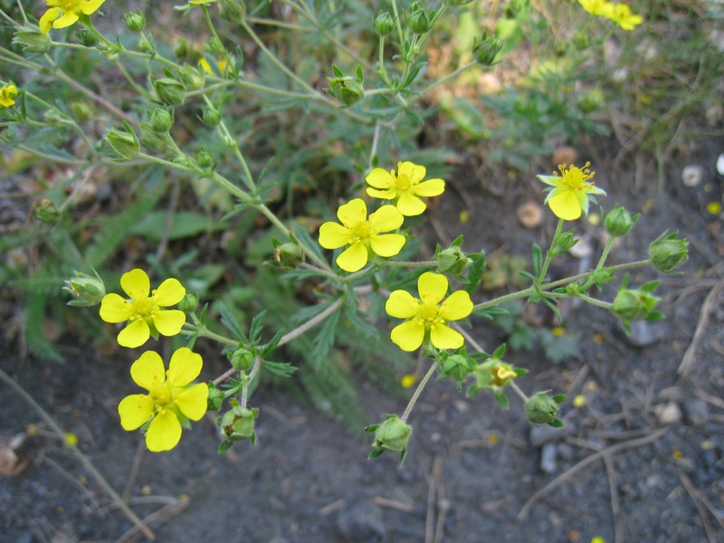 Image of Potentilla argentea specimen.