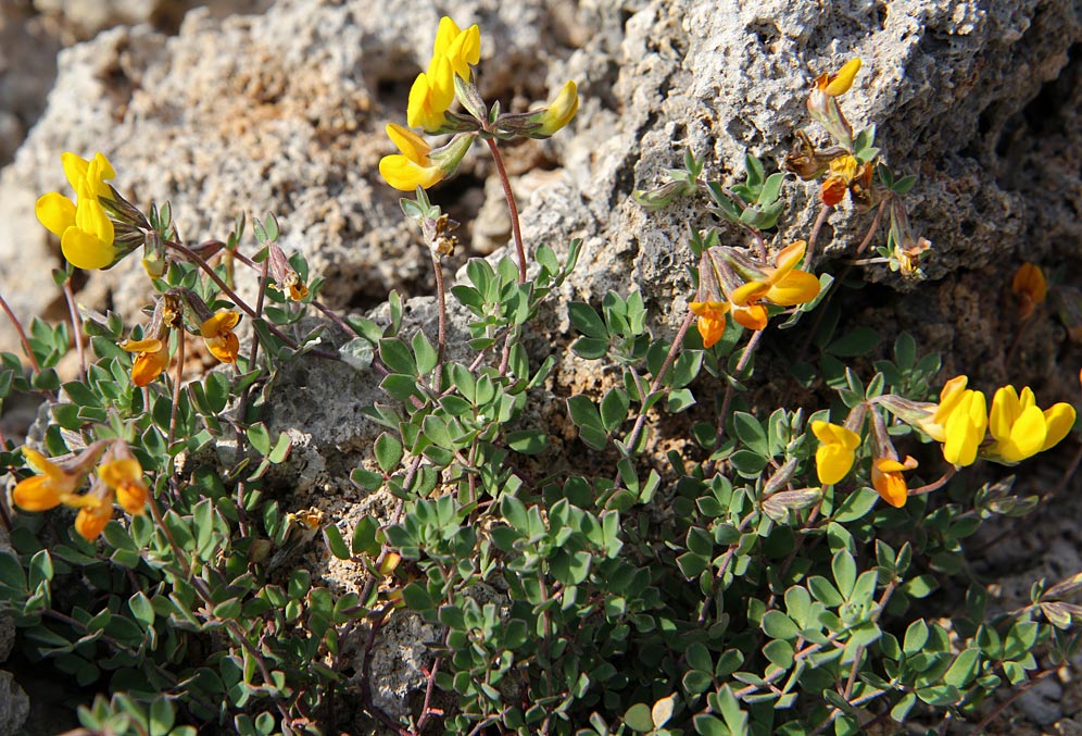 Image of Lotus creticus specimen.