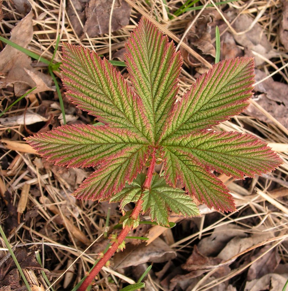 Изображение особи Filipendula palmata.