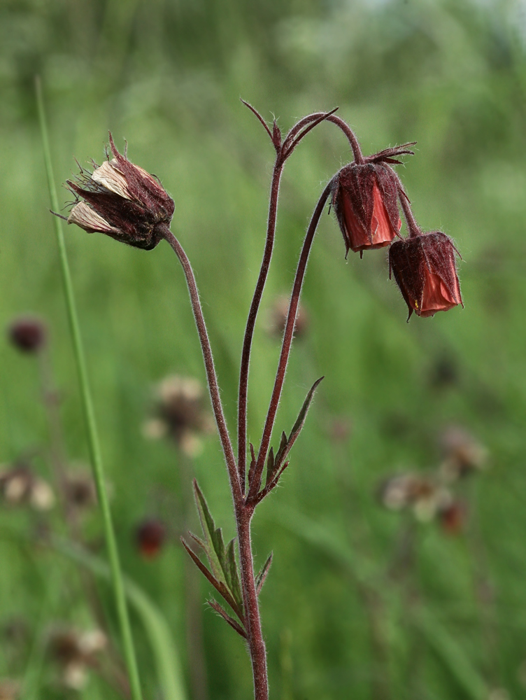 Изображение особи Geum rivale.